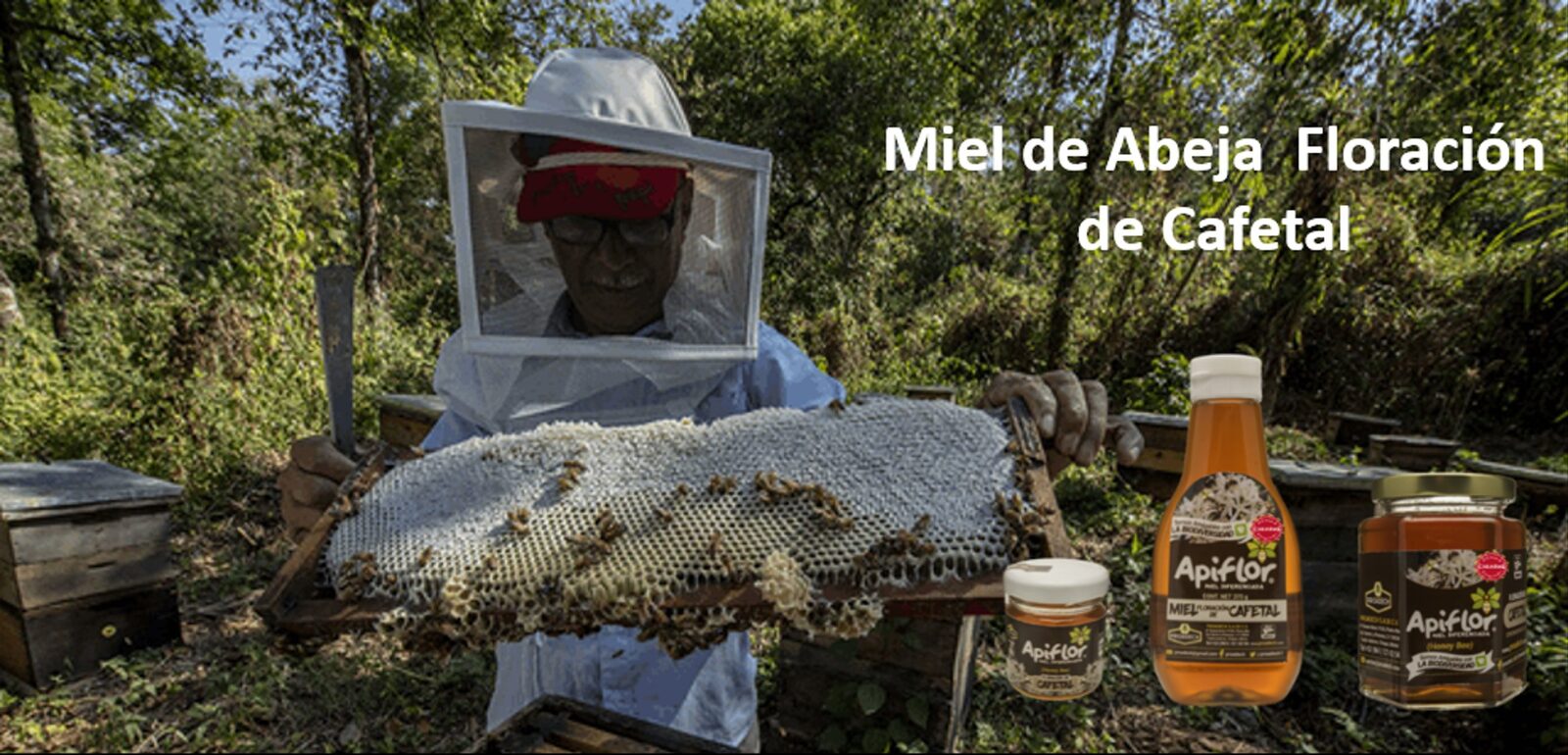 Miel de Abeja Floración de Cafetal