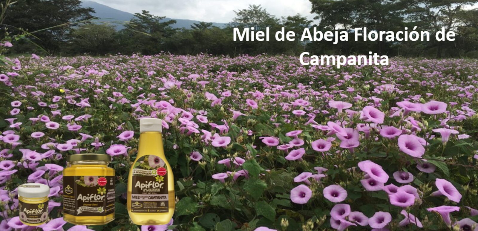 Miel de Abeja Floración de Campanita