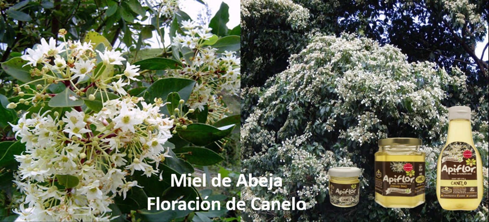 Miel de Abeja Floración de Canelo