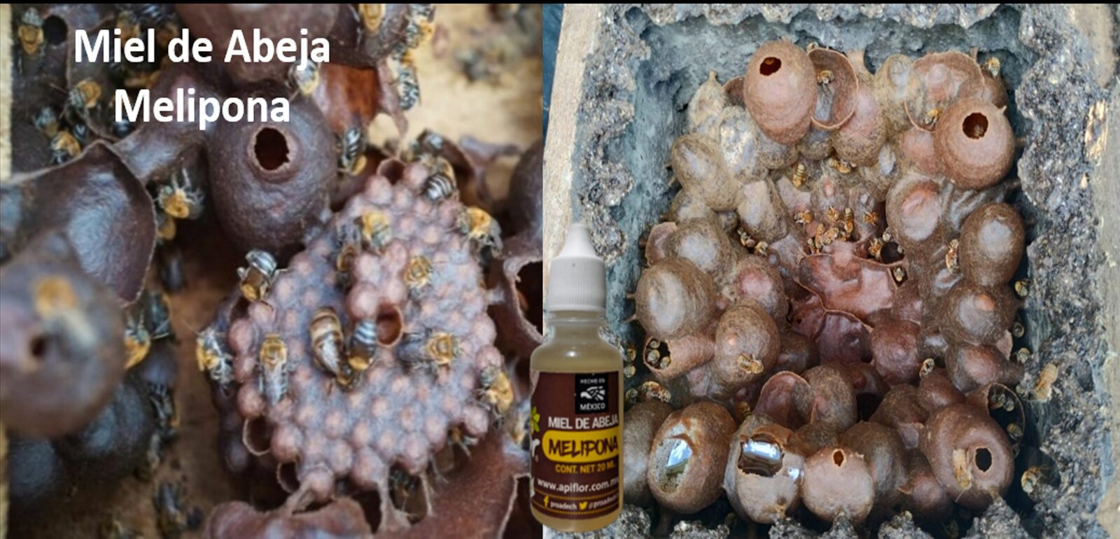 Miel de Abeja Melipona