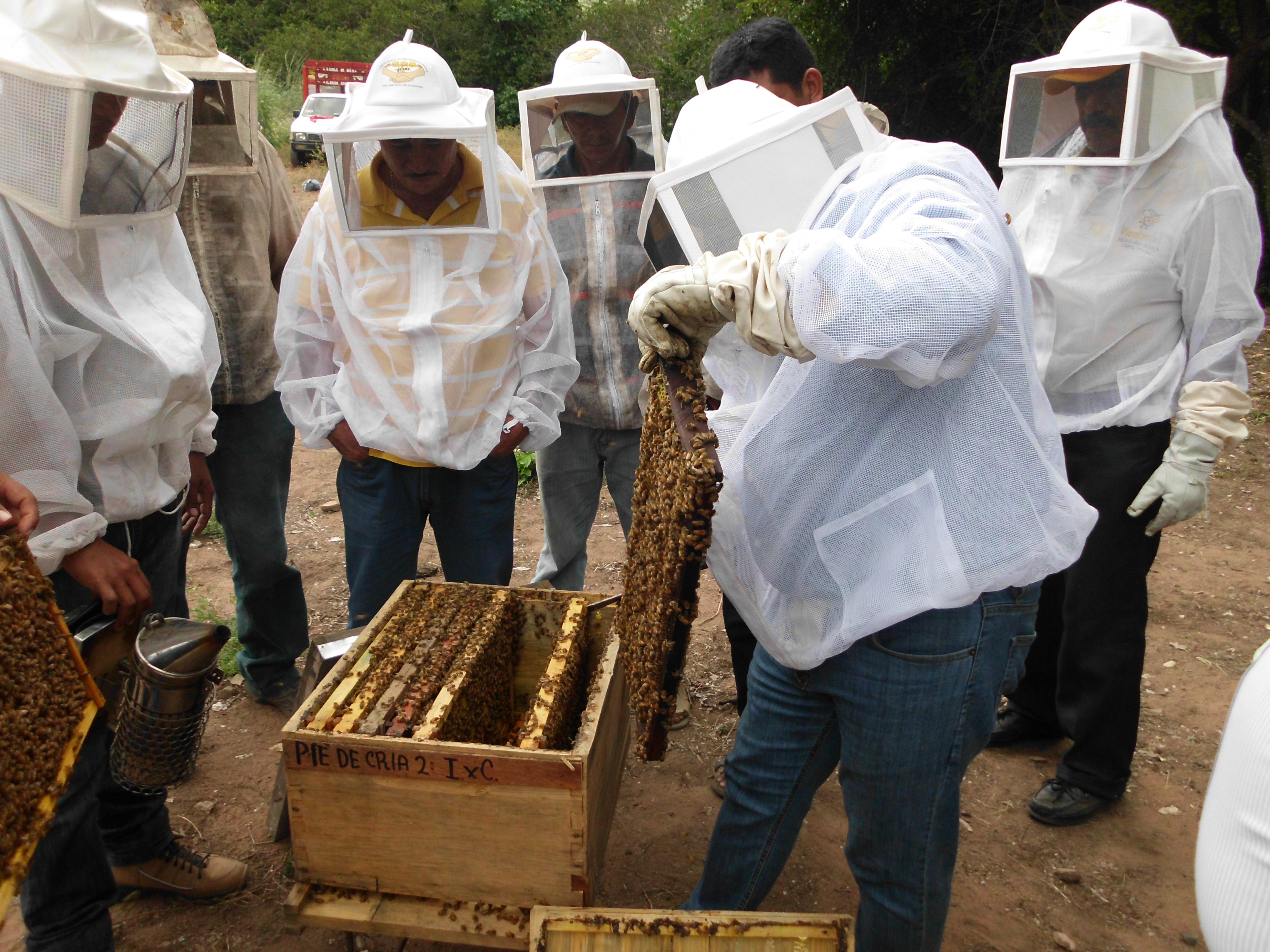 Apicultores de PROADECH con equipo de protección