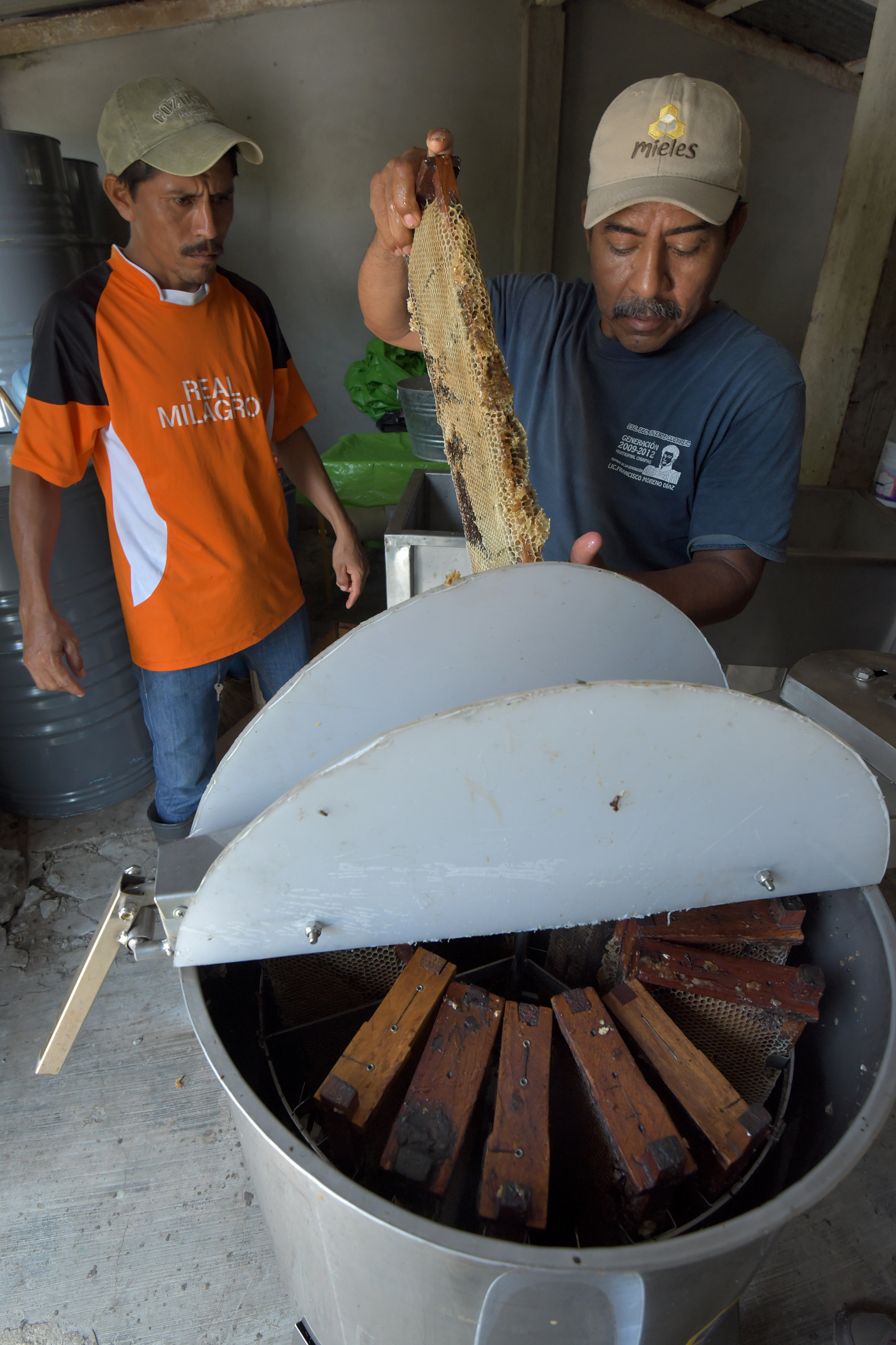 Apicultor con extractor de miel