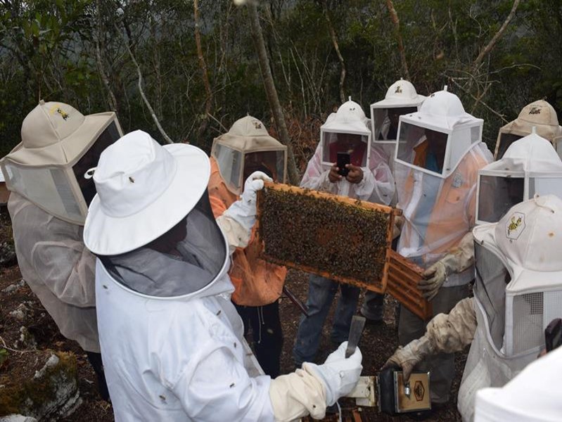 Capacitación apícola en campo con cuadro de abejas