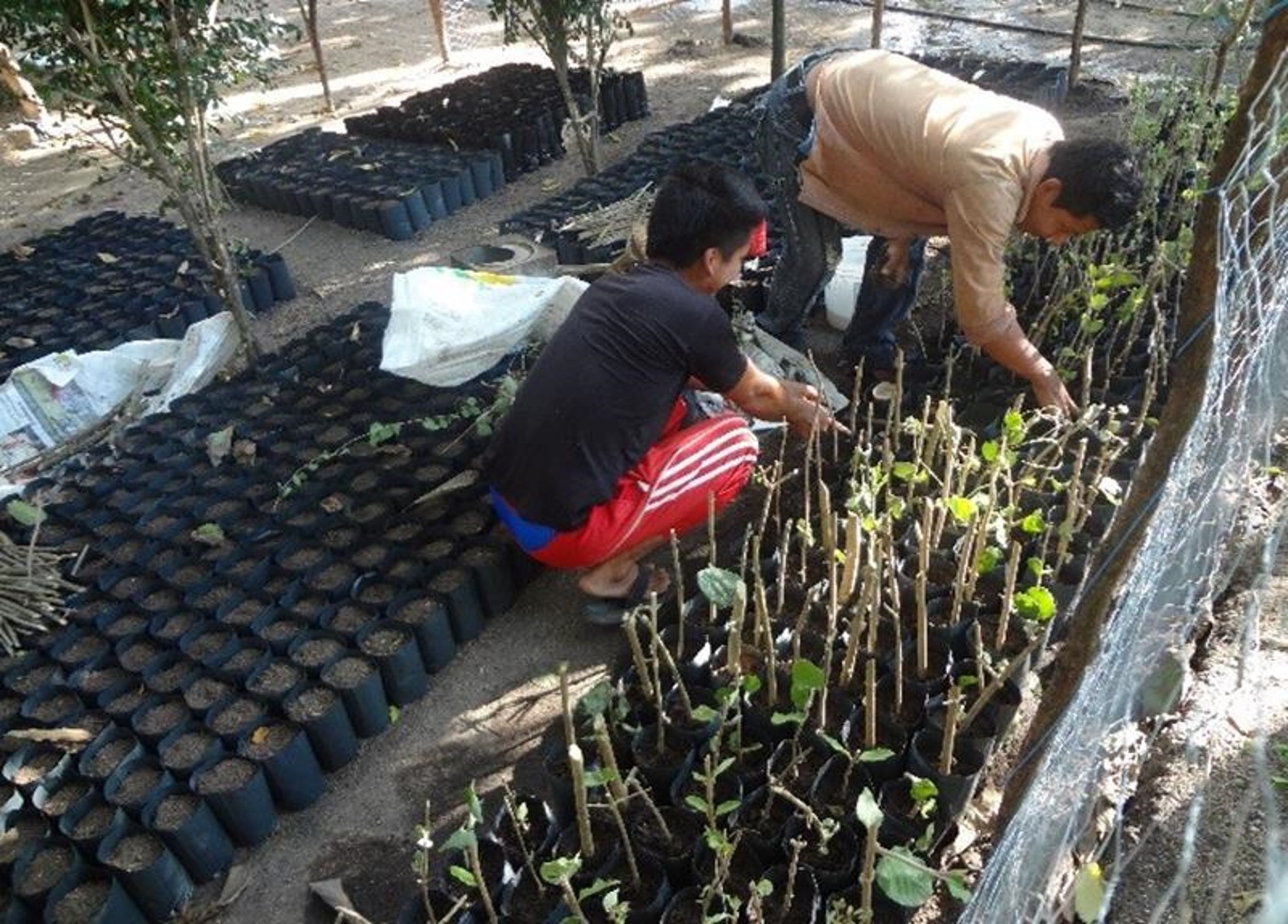 Reforestación activa: cultivo de mangle en vivero propio